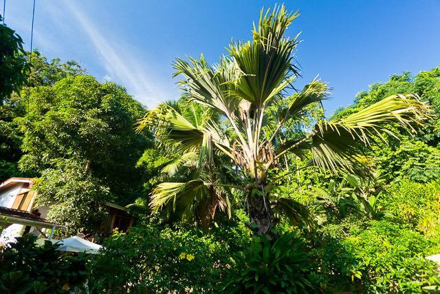 Cote Sud - Unique Villa & Bungalows Intendance Road Takamaka Kamer foto