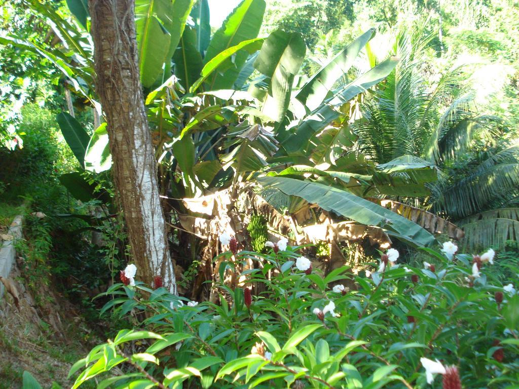 Cote Sud - Unique Villa & Bungalows Intendance Road Takamaka Kamer foto